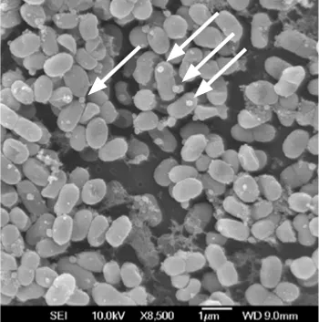 20140611-ef-ocean-microbes-3.jpg