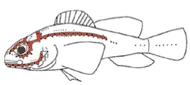 lateral-lines-in-fish.gif